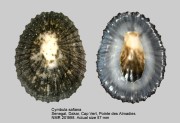 Cymbula safiana